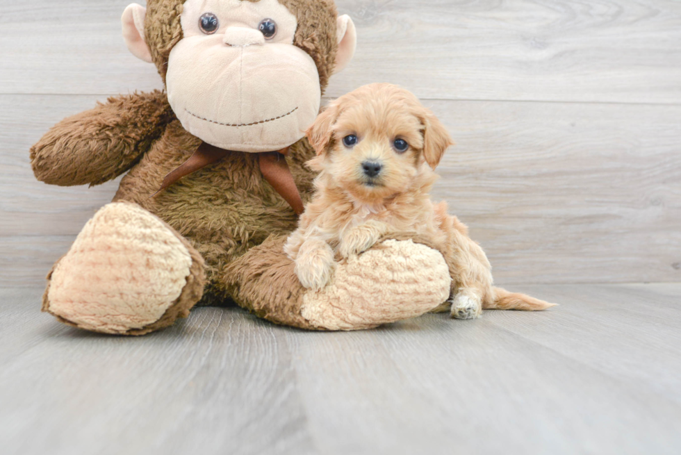 Maltipoo Pup Being Cute