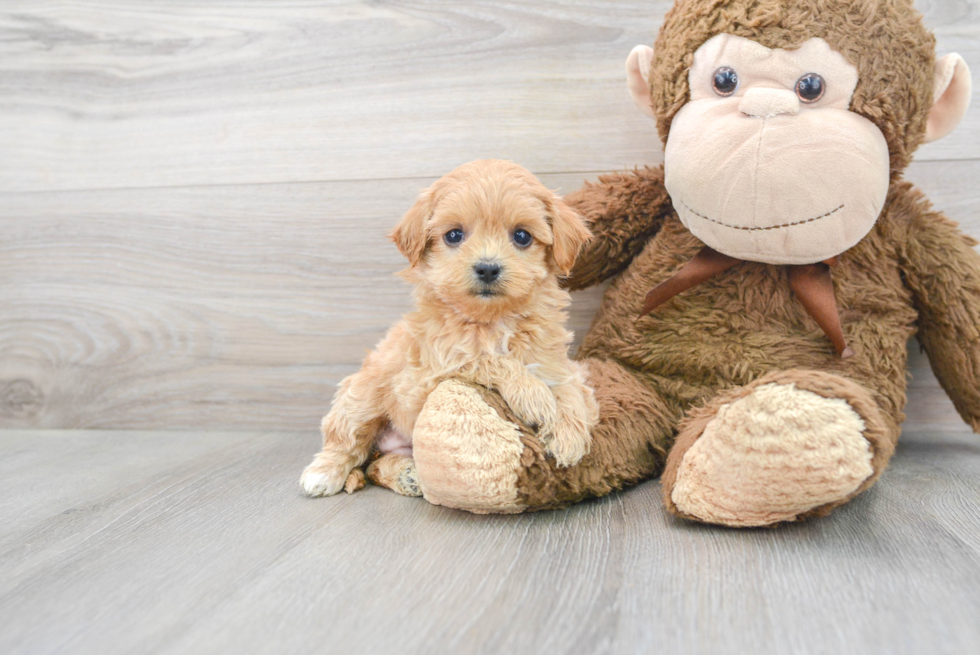 Funny Maltipoo Poodle Mix Pup