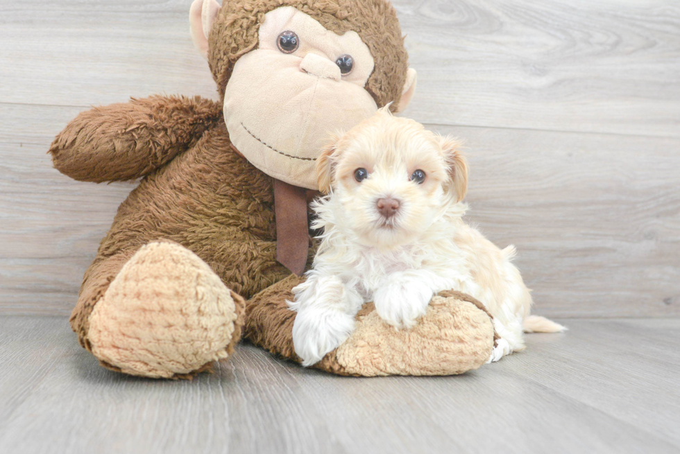 Popular Maltipoo Poodle Mix Pup