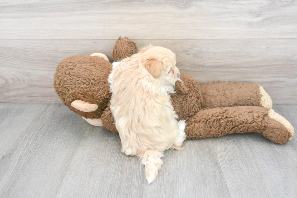 Maltipoo Pup Being Cute