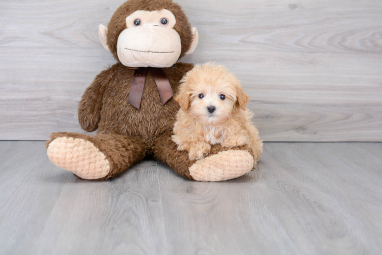 Maltipoo Pup Being Cute