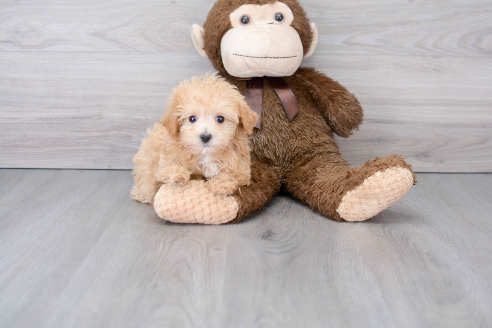 Smart Maltipoo Poodle Mix Pup