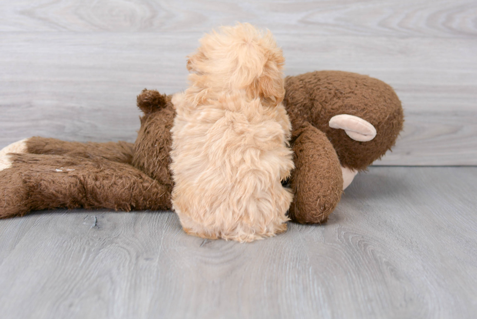 Adorable Maltepoo Poodle Mix Puppy