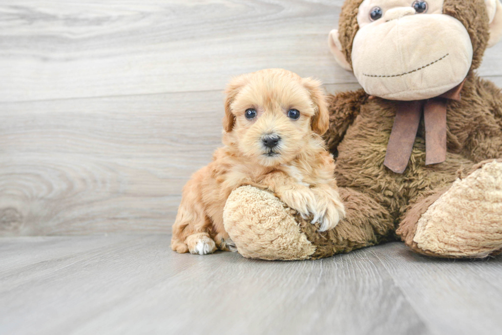 Funny Maltipoo Poodle Mix Pup