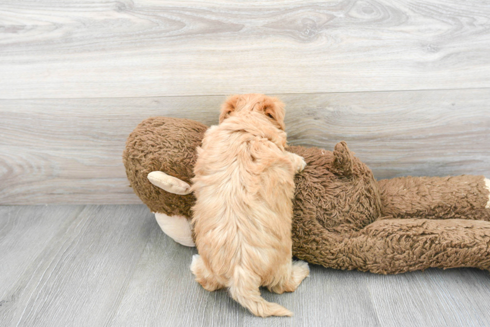 Energetic Maltepoo Poodle Mix Puppy