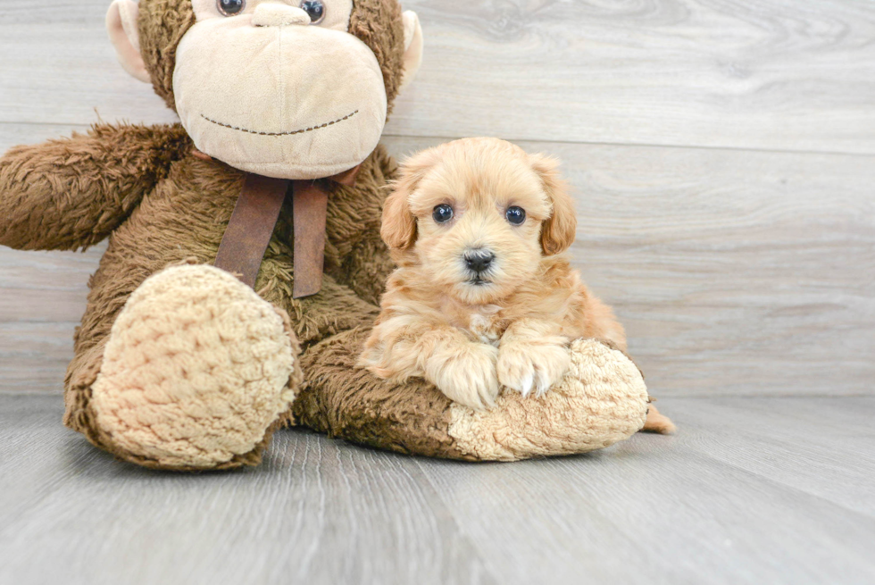 Maltipoo Puppy for Adoption