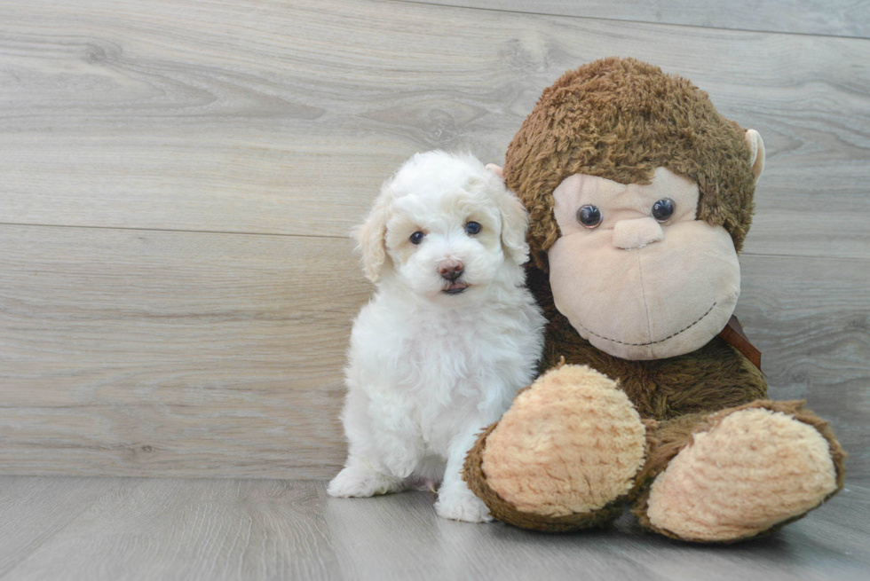 Energetic Maltepoo Poodle Mix Puppy