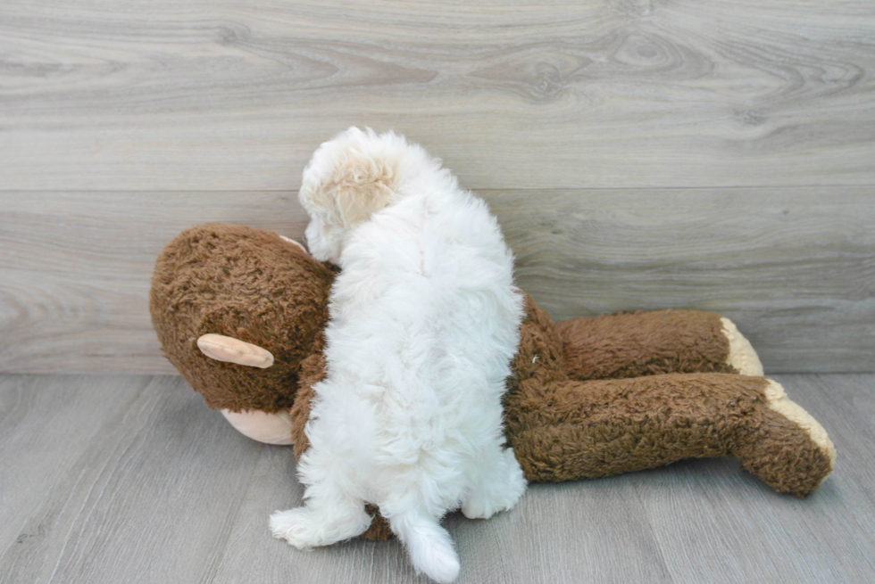 Popular Maltipoo Poodle Mix Pup