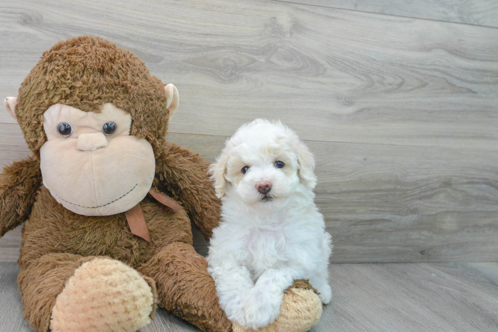 Best Maltipoo Baby