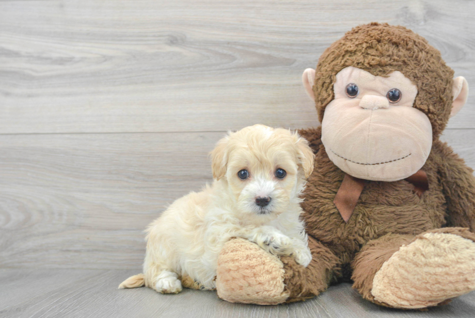 Hypoallergenic Maltese Poodle Poodle Mix Puppy