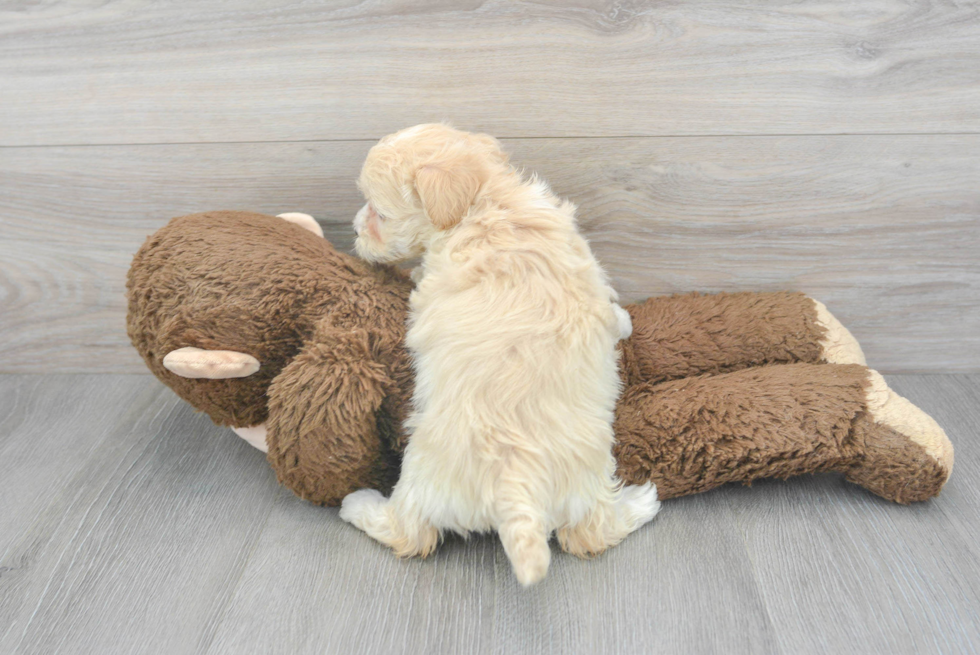 Friendly Maltipoo Baby