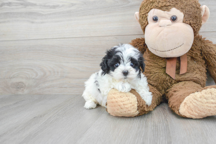 Popular Maltipoo Poodle Mix Pup