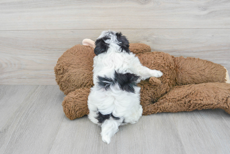 Maltipoo Pup Being Cute