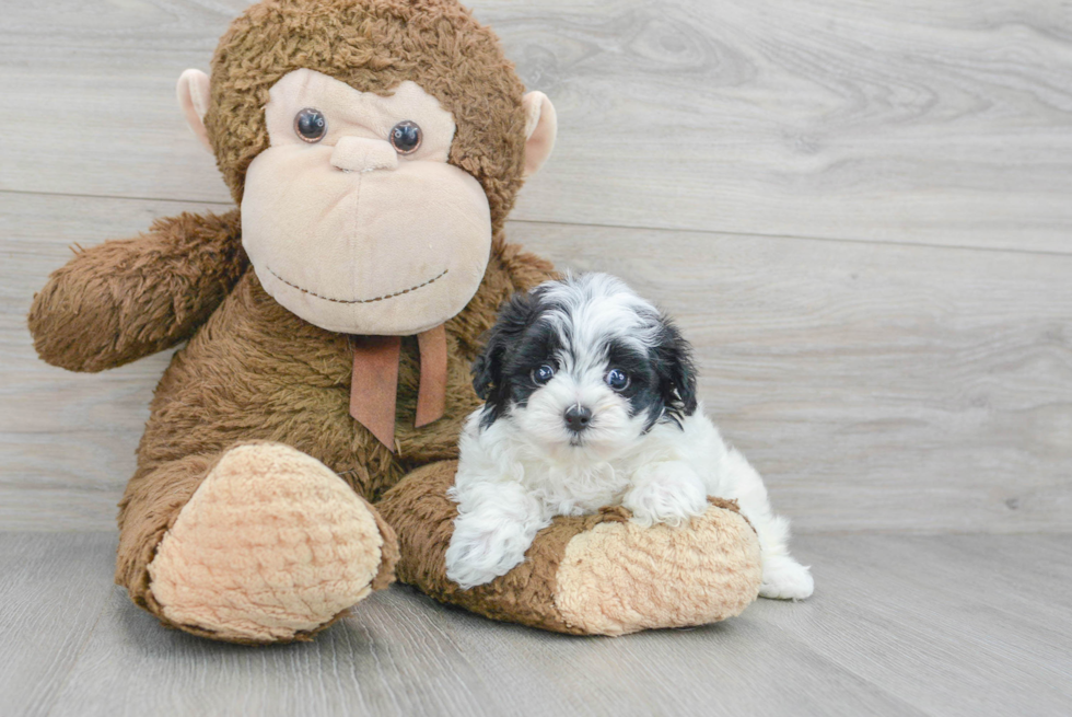 Best Maltipoo Baby