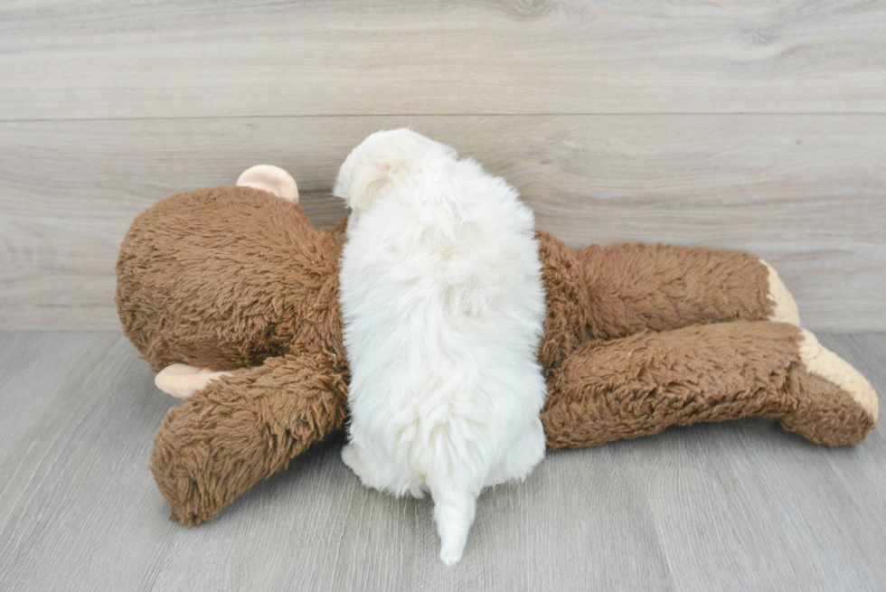 Petite Maltipoo Poodle Mix Pup