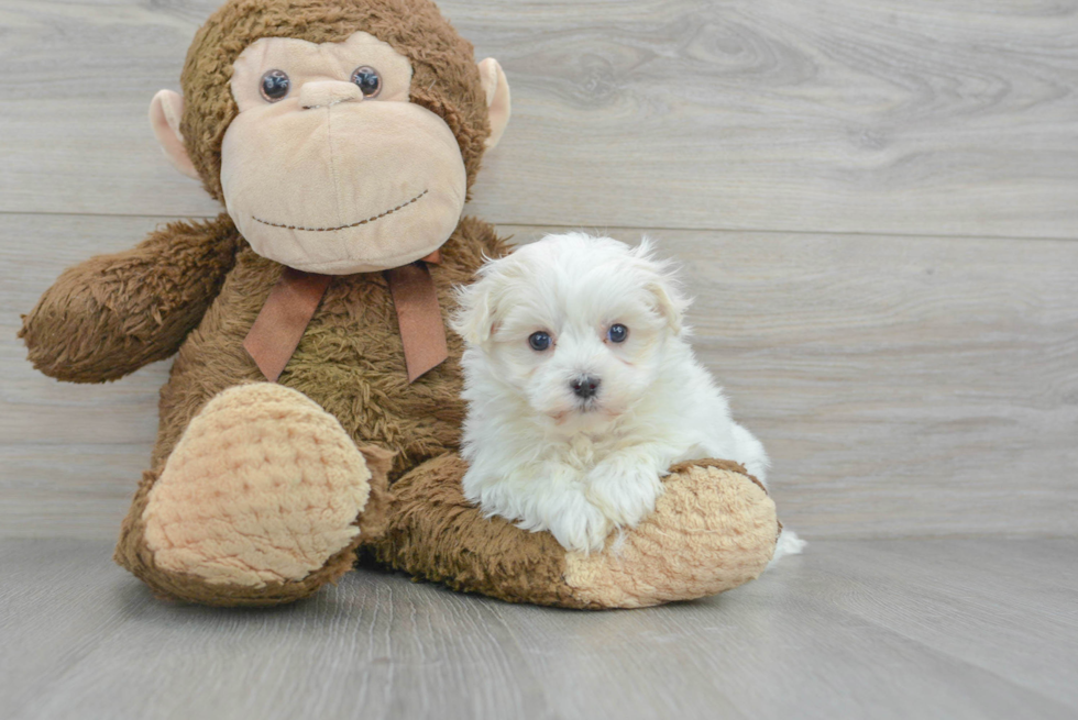 Maltipoo Pup Being Cute