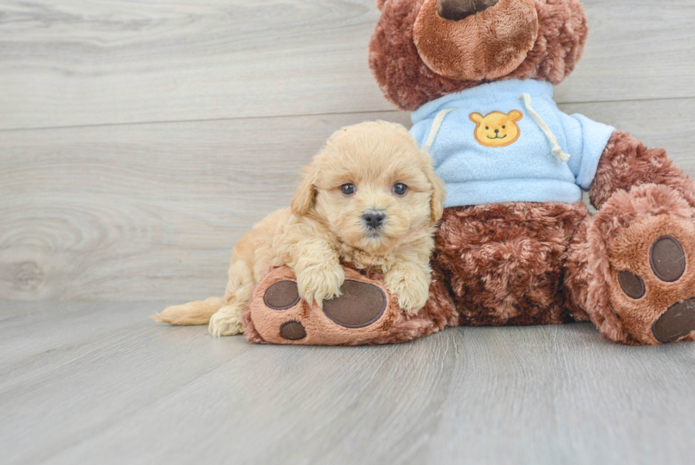 Cute Maltipoo Baby