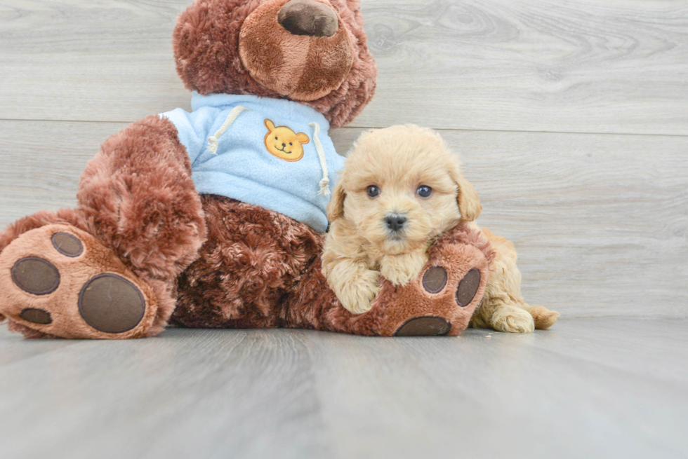 Maltipoo Pup Being Cute