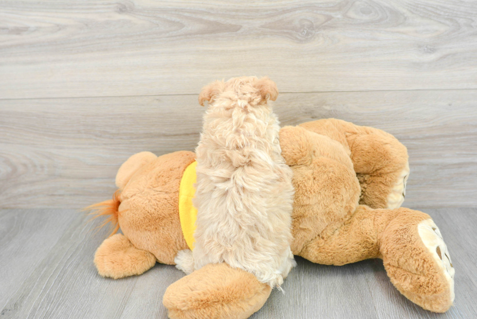 Funny Maltipoo Poodle Mix Pup