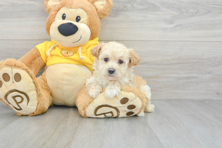 Best Maltipoo Baby