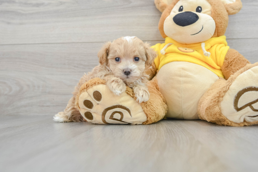 Maltipoo Pup Being Cute