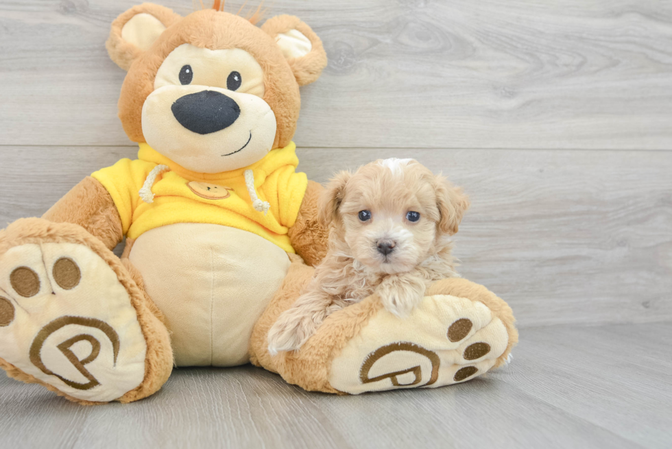 Funny Maltipoo Poodle Mix Pup