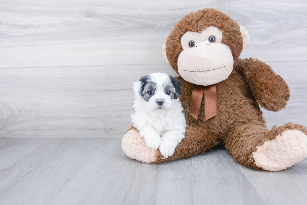 Cute Maltipoo Baby