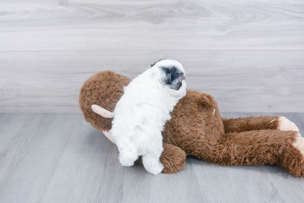 Maltipoo Pup Being Cute