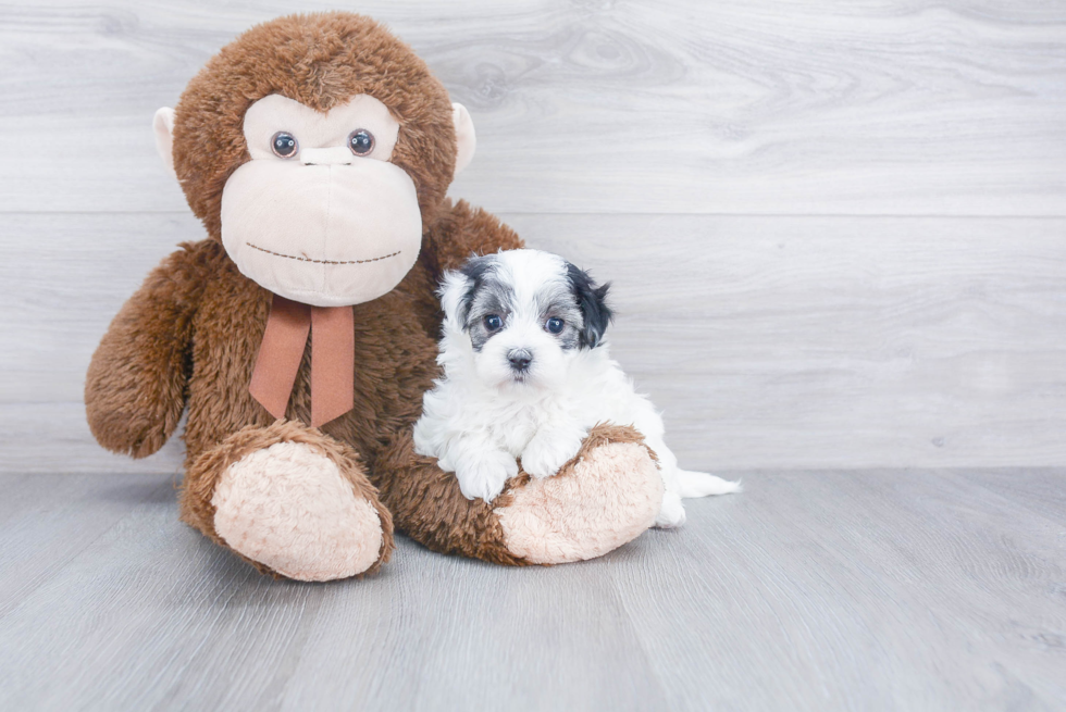 Maltipoo Pup Being Cute