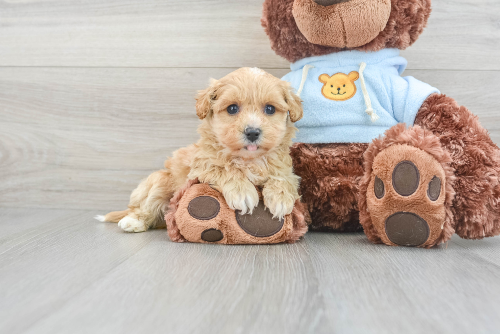 Maltipoo Puppy for Adoption