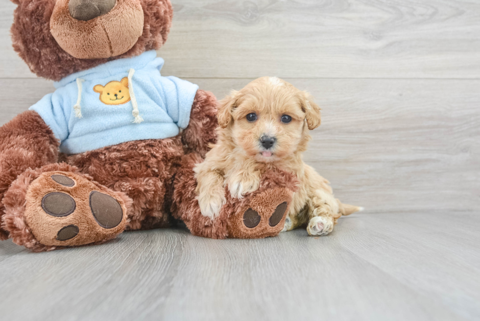 Best Maltipoo Baby