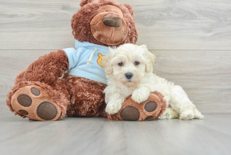 Maltipoo Puppy for Adoption