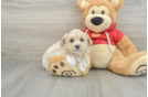 Maltipoo Puppy for Adoption