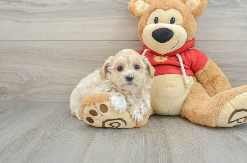 7 week old Maltipoo Puppy For Sale - Premier Pups