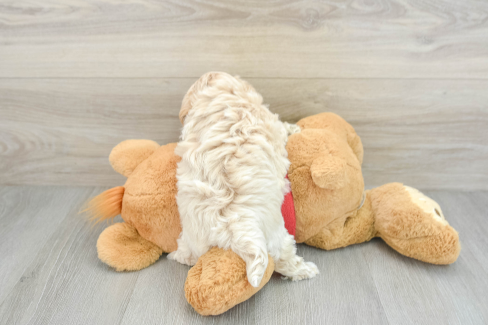 Maltipoo Pup Being Cute