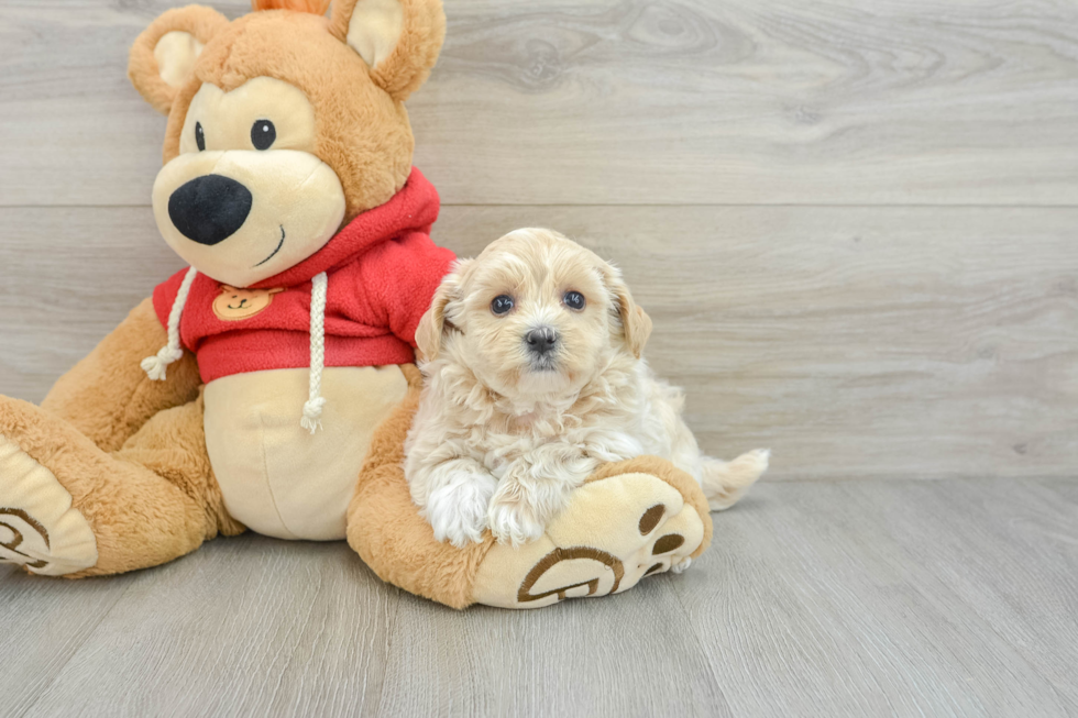 Smart Maltipoo Poodle Mix Pup