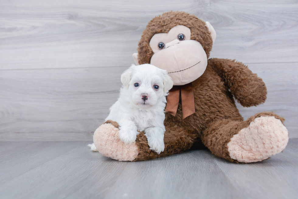 Funny Maltipoo Poodle Mix Pup