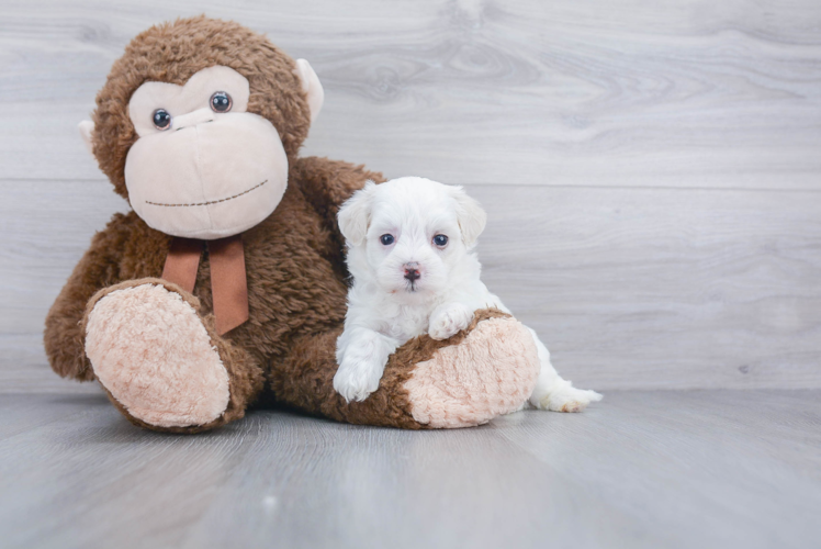 Hypoallergenic Maltepoo Poodle Mix Puppy