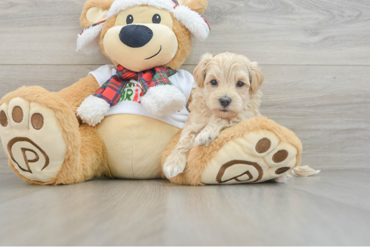 Maltipoo Pup Being Cute