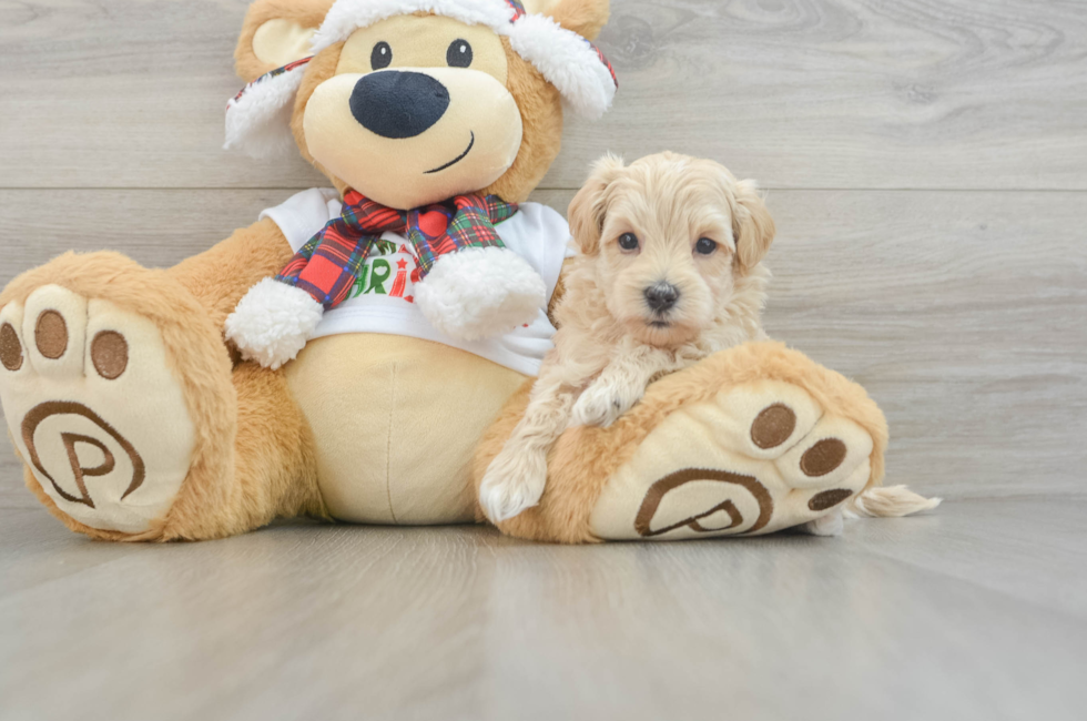 6 week old Maltipoo Puppy For Sale - Premier Pups