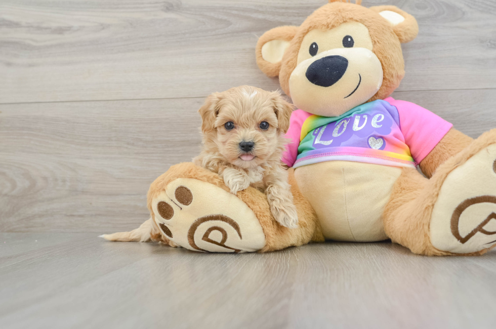 6 week old Maltipoo Puppy For Sale - Premier Pups