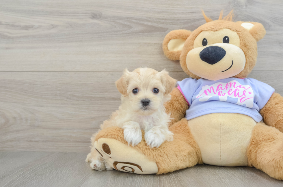 5 week old Maltipoo Puppy For Sale - Premier Pups