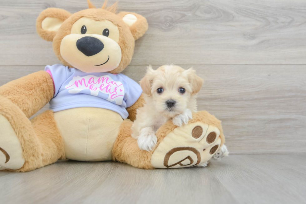 Best Maltipoo Baby