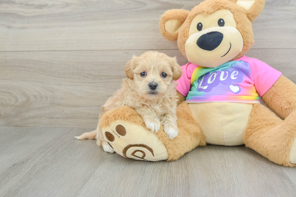 Cute Maltipoo Baby