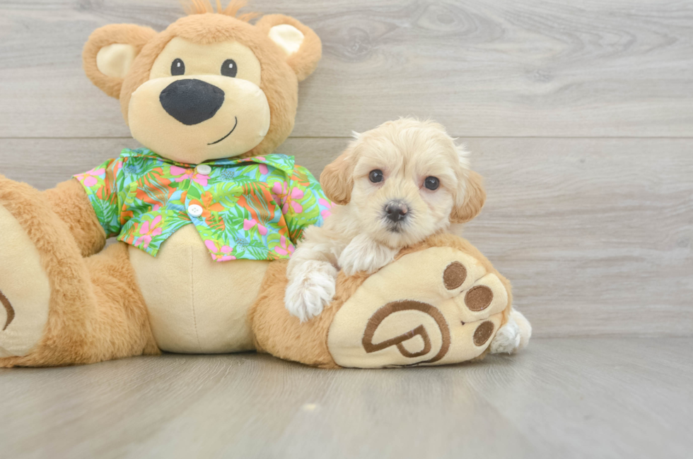 6 week old Maltipoo Puppy For Sale - Premier Pups