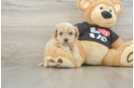 Friendly Maltipoo Baby