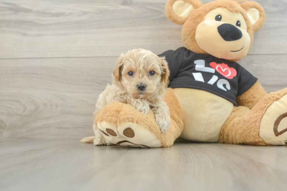Friendly Maltipoo Baby