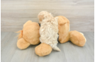 Adorable Maltidoodle Poodle Mix Puppy