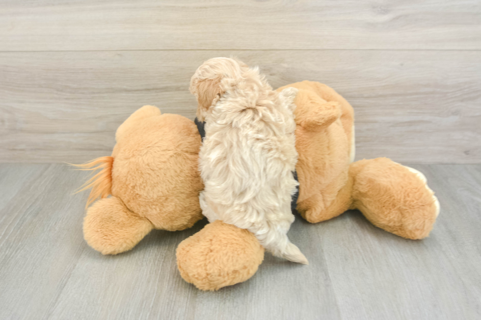 Adorable Maltidoodle Poodle Mix Puppy