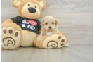 Best Maltipoo Baby